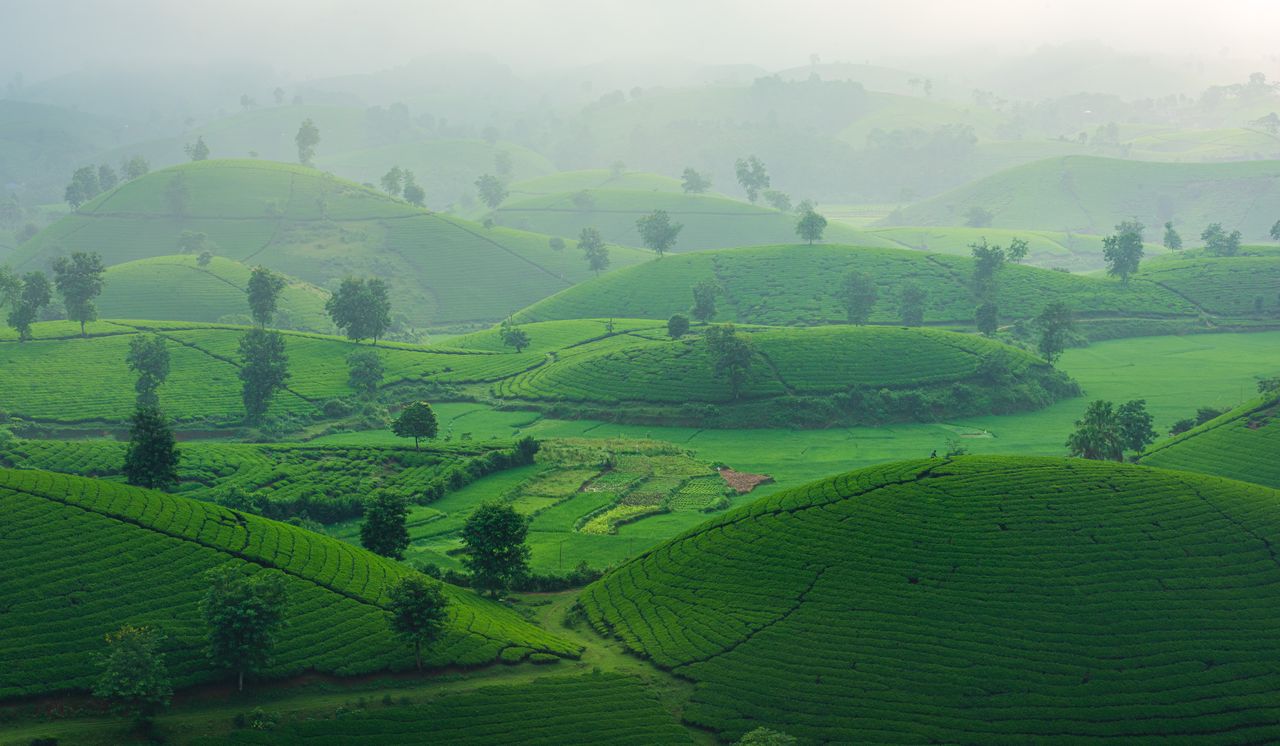 A serene view of green tea plantations on misty hills, creating a tranquil landscape.