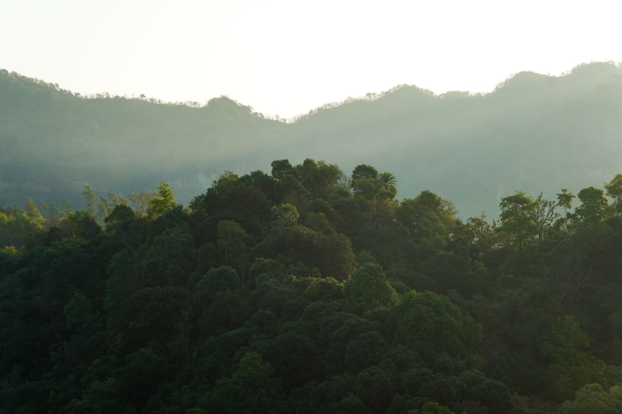 A serene view of lush green hills enveloped in mist during sunrise, creating a tranquil and fresh atmosphere.